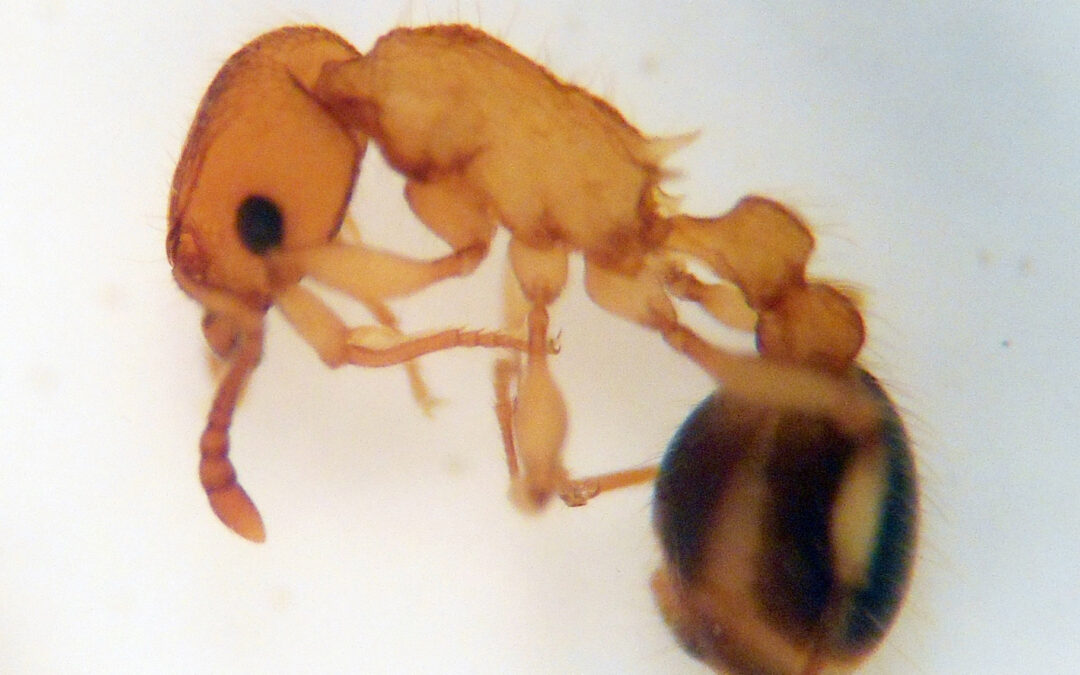 Reciente Investigación descubre hormiga y cucaracha exótica que coloniza ciudades del Norte de Chile